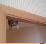 котэ-живность-1801715.jpeg