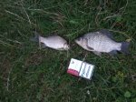 IMG_20160724_211728.jpg