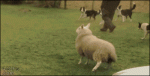1467320439-aa8bdba29d8c7cce361191645bec6060.gif