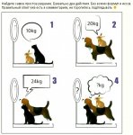 котик-кролик-ы-собачка.jpg