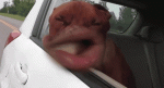 1458935481-05bc48c683da6ca92dc6ce2ff922da1d.gif