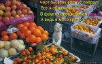 kotomatritsa_SS.jpg