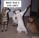 1361829029_foto-prikoly-pro-kotov.jpg