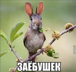 заебушек.jpg