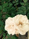 upload_2016-9-5_22-17-6.jpeg