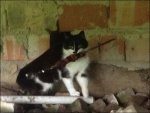 photoprikol-09092016-020.jpg