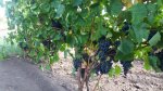 20160917_134614.jpg