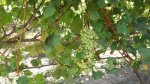 20160917_135931.jpg
