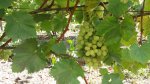 20160917_135957.jpg