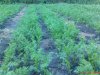 DSC00924.jpg