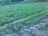 DSC00925.jpg