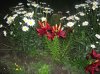 DSCF9643.JPG