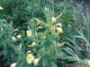 DSC00953.jpg