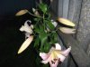 DSCF9655.JPG