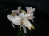 DSCF9660.JPG