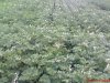 DSC00962.jpg
