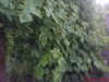 DSC00963.jpg