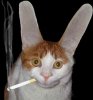 THECAT.JPG