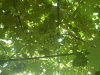 SDC12910.jpg