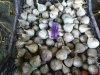 DSC00978.jpg