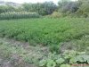 DSC00984.jpg