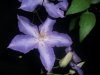 DSCF9738.jpg