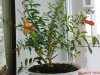 DSC01021.jpg