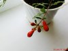 DSC01019.jpg