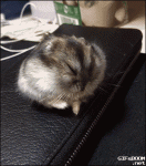 1454436953-4ff9c90136bc981a31758d4dcb983c11.gif