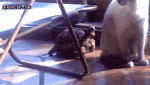 1475700356-a410dcda7366b86303bad3f0cca7a209.gif