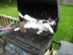 17883115-Cat_1-57dbf43dcd3b2__605-1475771049-650-46cfa5db74-1475842446.jpg