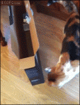 1476086891-7eff0eaa6ec8a9815598d88073dcbb30.gif