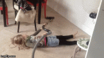 1475757244-819788bca0fb5d717699ea8a021a03ff.gif