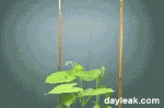 17.gif