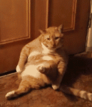 1468172658-8aeb892fe116ed5450359bb09b5b8fda.gif