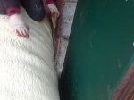 ^879FC4E76B3D19A30164001B12944ABD2533E0B8D5C1D360E3^pimgpsh_fullsize_distr.jpg