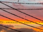 1475479704-3e80a34ef374361040aad814d913526c.jpeg