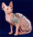 345157_animals_tatu_photo_interesting_fashion & style_2.jpg