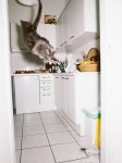 07_catcal_Gebhart_de_Koekkoek-5831bfb3319c6__880 (1).jpg