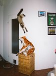 06_catcal_Gebhart_de_Koekkoek-5831bffd89853__880.jpg