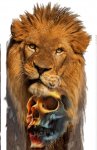 close-up-lion-roaring-panthera-leo-years-old-isolatрвапрвапрed-white-35538184.jpg