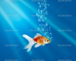 depositphotos_2753100-Gold-fish-in-aquarium-with-water-bubbles-and-rays-of-light.jpg