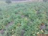 DSC01047.jpg