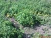 DSC01051.jpg