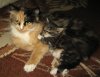 котэ06.jpg