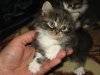 котэ04.jpg