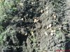 DSC01084.jpg