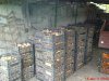 DSC01087.jpg