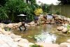 Copy_of_Frog_pond.JPG