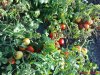 DSC01095.jpg